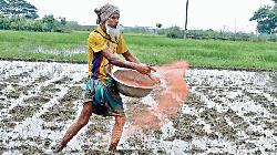 আমন মৌসুমে আরও ৭০ হাজার টন সার কিনবে সরকার