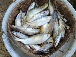 হাকালুকি হাওরে জেলেদের জালে মিলছে রূপালী ইলিশ