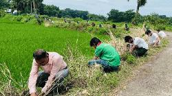 কুমিল্লায় বজ্রপাত প্রতিরোধে ৫ হাজার তালবীজ রোপণ