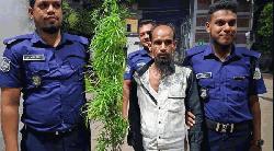 ছাত্রদলের তথ্যে বাউফলে অভিযান, গাঁজার গাছসহ আটক ১