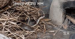 মির্জাপুরে সাপে কাটা নারীর মৃত্যু, অ্যান্টিভেনম না দেওয়ার অভিযোগ ছেলের