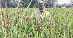 আখাউড়ায় পরীক্ষামূলক ব্ল‍্যাক রাইস ধান চাষ 